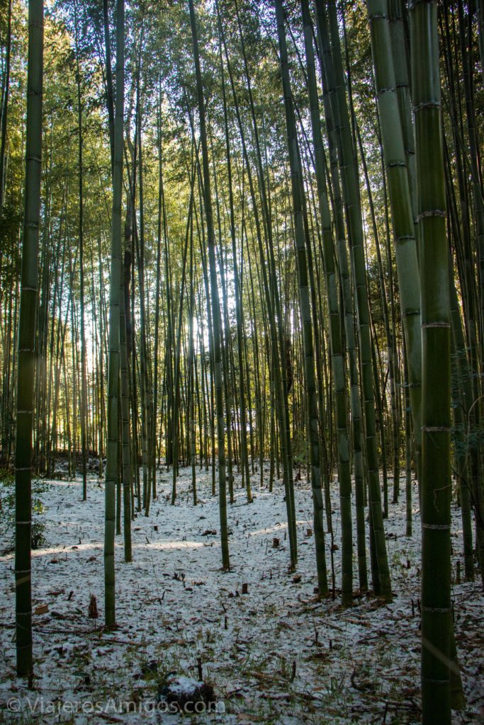 arashiyama bamboo forest snow